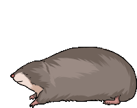 Gif animé taupe